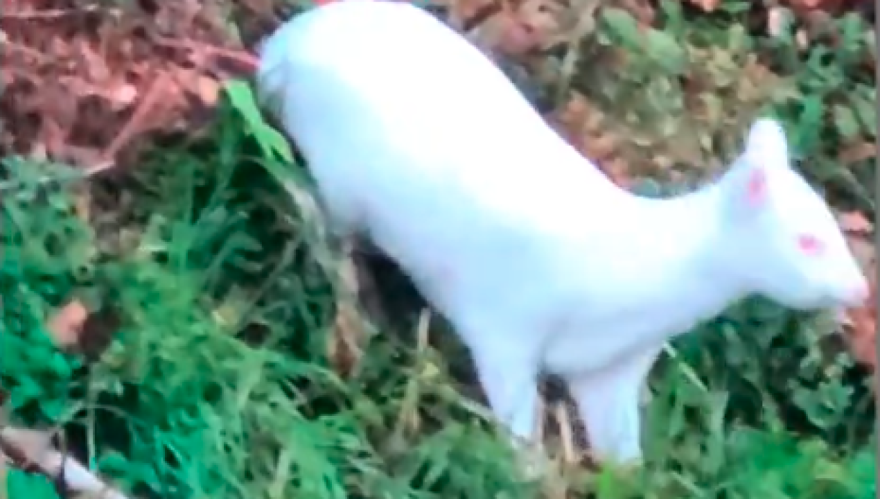 /avistan-raro-pudu-albino-en-chiloe-tras-mas-de-dos-anos-sin-registros