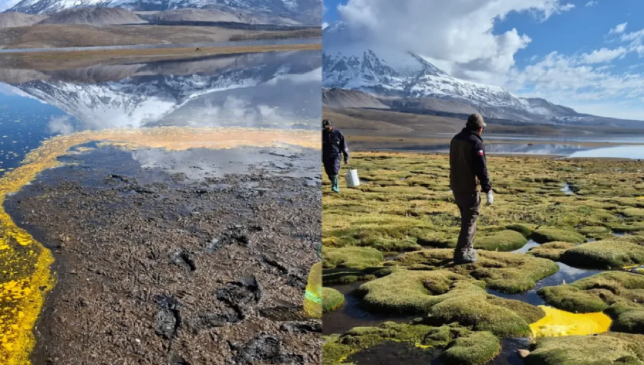 /actualidad/conaf-cierra-sector-chungara-tras-derrame-de-25-mil-litros-de-aceite-en-el
