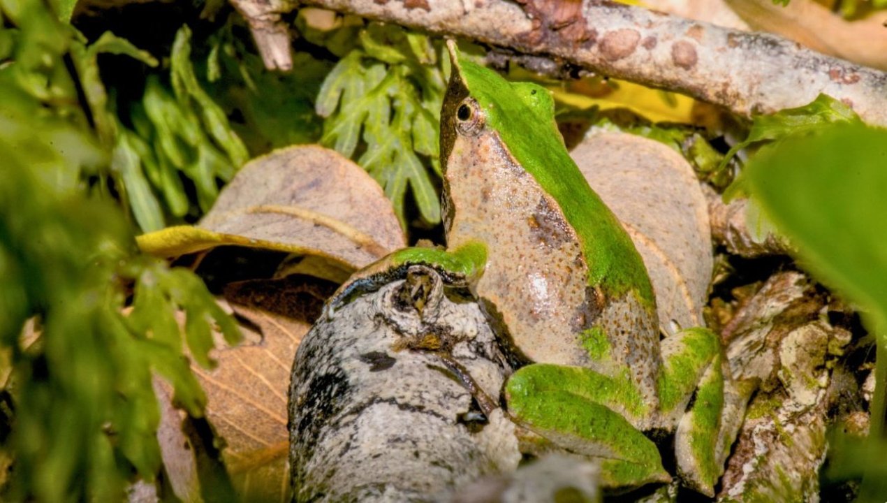 /actualidad/medio-ambiente/firman-convenio-internacional-para-conservar-a-la-ranita-de-darwin