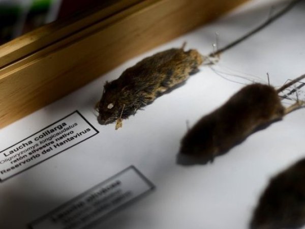 Hantavirus en foco tras muerte de joven en Penco: autoridades refuerzan llamado preventivo