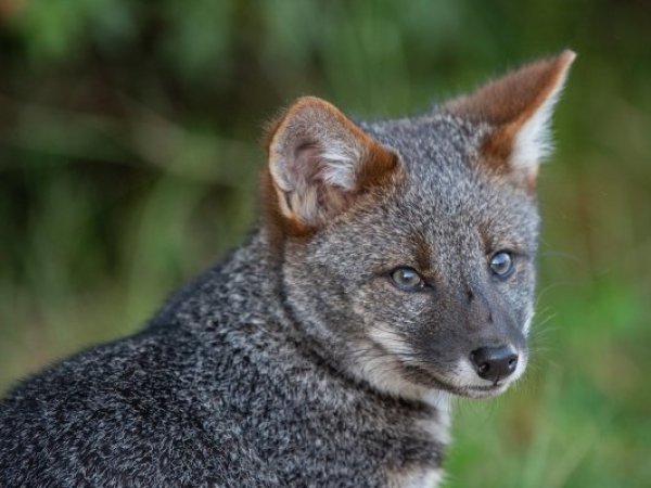 Estudio de investigador chileno pide categorizar a zorro chilote en peligro crítico de extinción